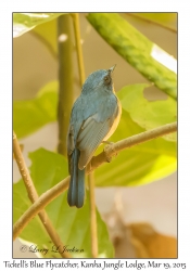 Tickell's Blue Flycatcher