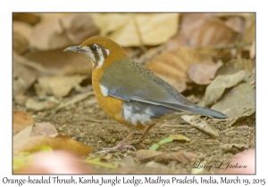 Orange-headed Thrush