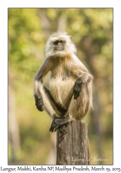 Langur