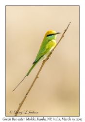 Green Bee-eater