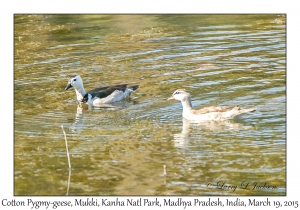 Cotton Pygmy-geese