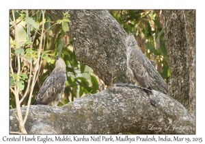 Crested Hawk Eagles