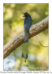 Greater Racket-tailed Drongo