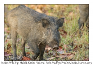 Indian Wild Pig