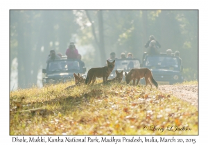 Dhole