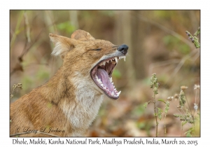 Dhole