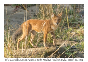 Dhole