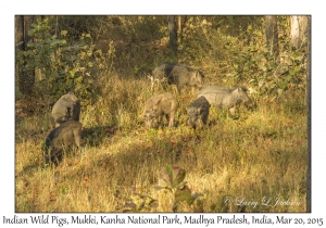 Indian Wild Pigs