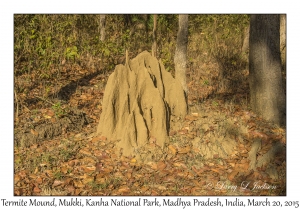 Termite Mound