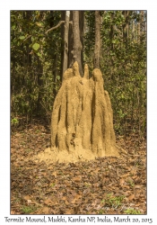 Termite Mound