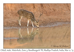 Chital