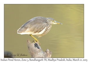 Indian Pond Heron