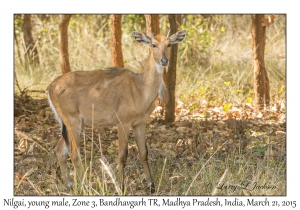 Nilgai