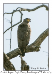 Crested Serpent Eagle