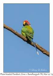 Plum-headed Parakeet