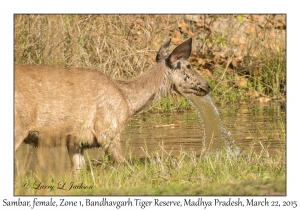 Sambar