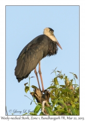 Wooly-necked Stork