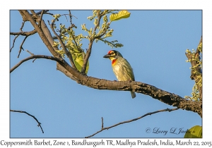 Coppersmith Barbet