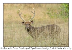 Sambar