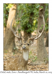 Chital