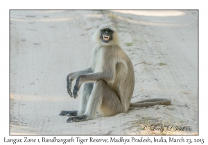 Langur