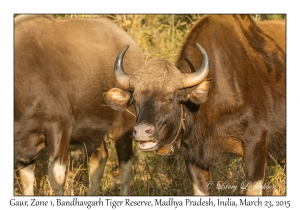 Gaur