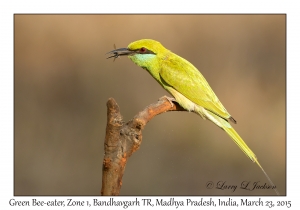 Green Bee-eater