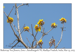 Buttercup Tree flowers