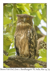 Brown Fish Owl