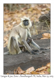 Langurs