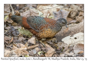 Painted Spurfowl