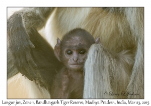 Langur