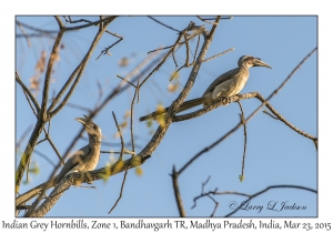 Indian Grey Hornbills