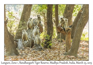 Langurs