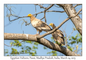 Egyptian Vultures