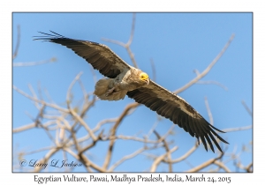 Egyptian Vulture