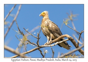 Egyptian Vulture