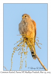 Common Kestrel