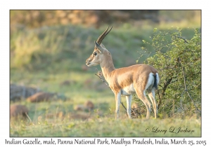 Indian Gazelle