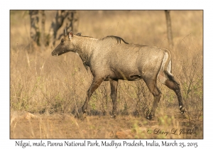 Nilgai