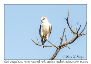 Black-winged Kite