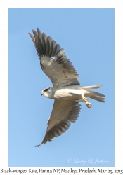 Black-winged Kite