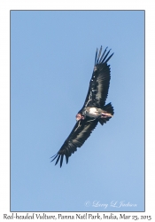 Red-headed Vulture