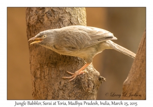 Jungle Babbler