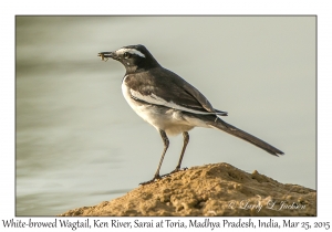 White-browed Wagtail