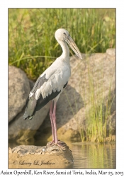 Asian Openbill