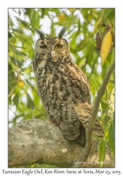 Eurasian Eagle Owl