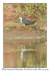 White-breasted Waterhen