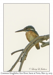 Common Kingfisher