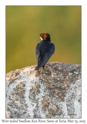 Wire-tailed Swallow